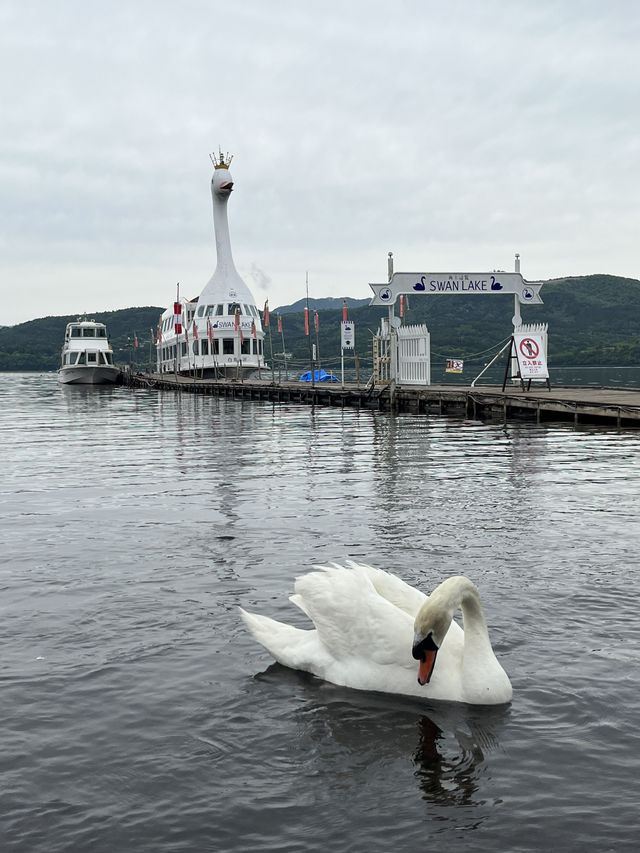 백조와 후지산을 한 눈에 남을 수 있는 호수?🦢