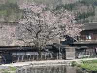 🏞️ 春の息吹に包まれる世界遺産：白川郷合掌造り集落 🌸🏯