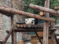  My Beijing Zoo Panda Experience 🐼