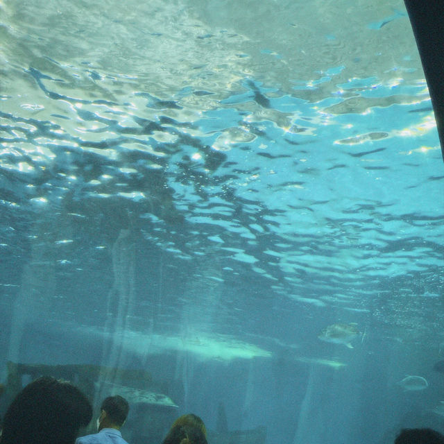 Bangsaen Aquarium - สื่อเรียนรู้ความบันเทิงใต้ทะเล