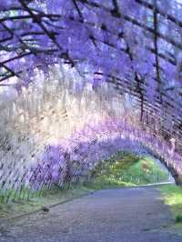 【行く前にこれ見て】息をのむほど美しい藤のトンネルに酔いしれる💜✨※観光攻略情報付き
