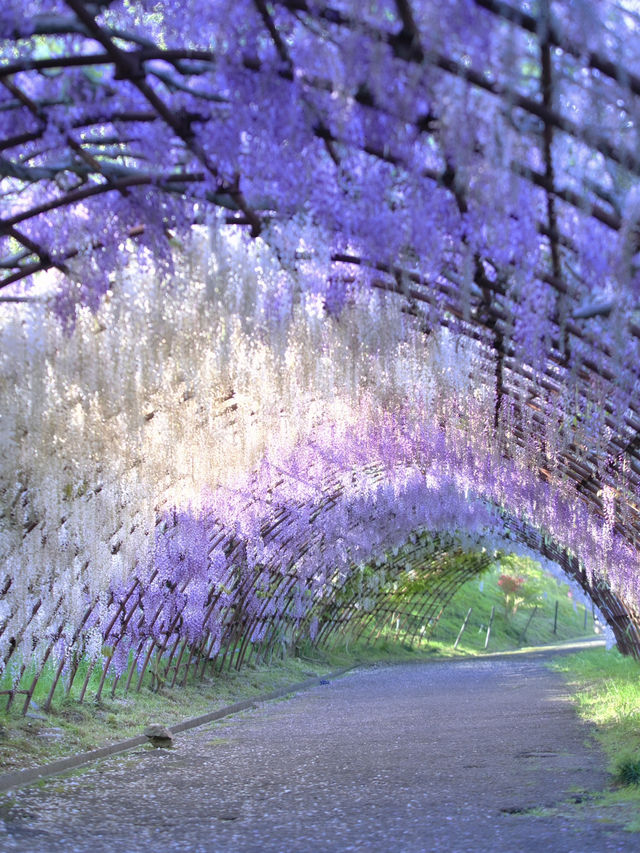 【行く前にこれ見て】息をのむほど美しい藤のトンネルに酔いしれる💜✨※観光攻略情報付き