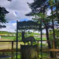 【長野】八ヶ岳アルパカ牧場
