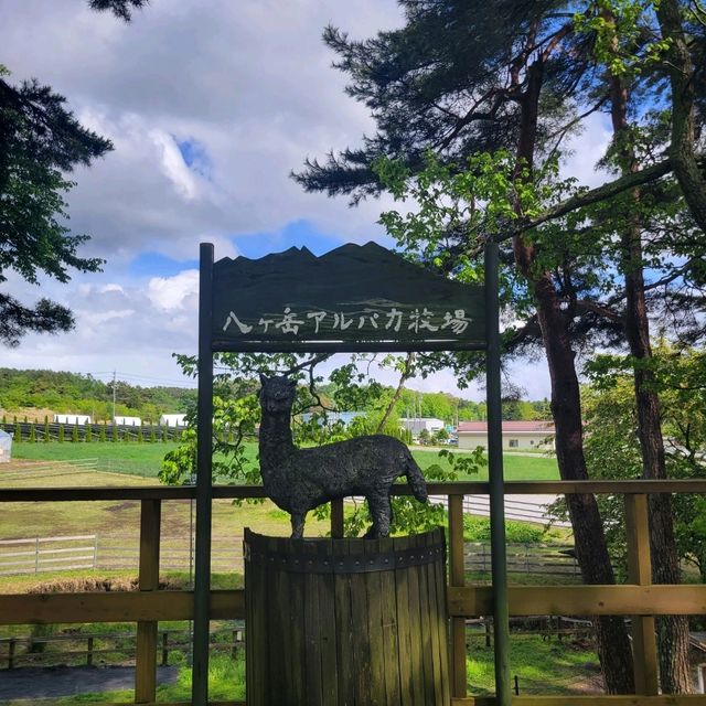 【長野】八ヶ岳アルパカ牧場
