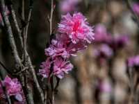 Spring Stirs in the City – Mayfield Park in Bloom