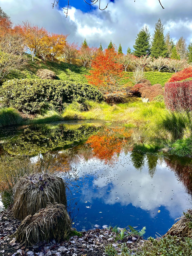 紐西蘭Rotorua 秋色美🍁🍂