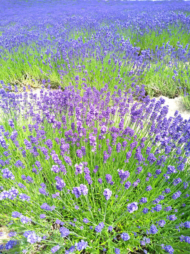 一面のラベンダー畑　夏の北海道の「ファーム富田」