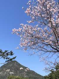 🌸 봄빛 머문 고궁, 경복궁의 벚꽃을 거닐다