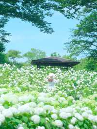 【府中】まだあまり知られていないアナベルの絶景スポット
