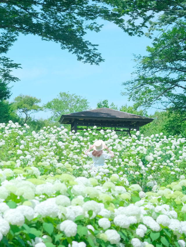 【府中】まだあまり知られていないアナベルの絶景スポット