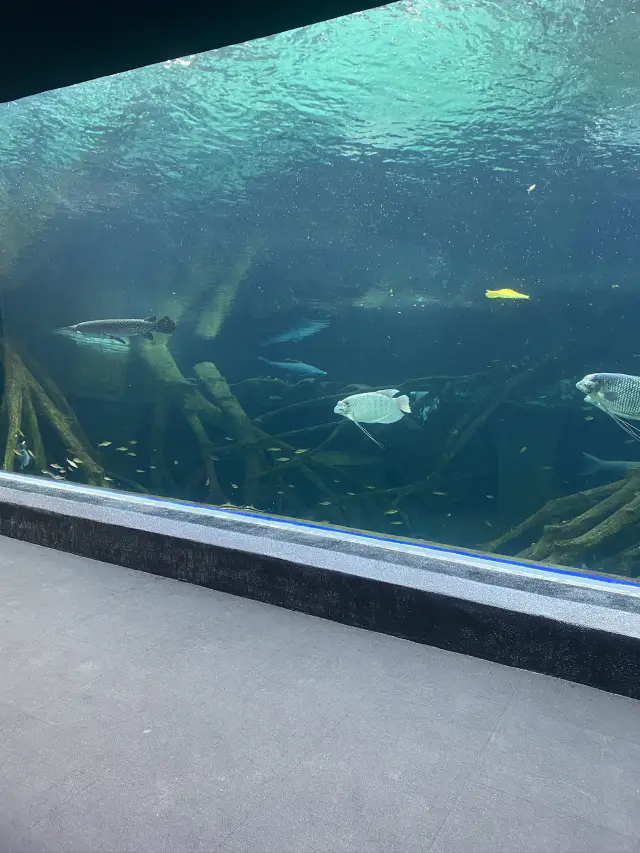 Aquaria Phuket – 海底世界就在Central商場