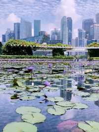 Lotus Pond