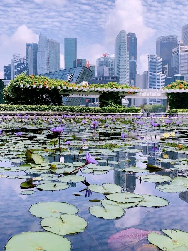 Lotus Pond