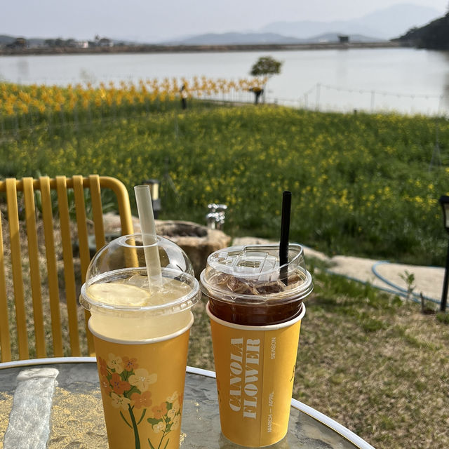 경주 벚꽃, 유채꽃 데이트 🌸💛 