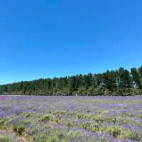 Southern Hemisphere's Largest Organic Lavender Farm is OPEN! 💜🌿