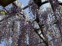 花開見佛-銚子妙福寺與來自京都的臥龍の藤