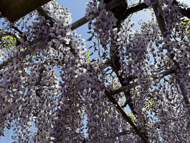 花開見佛-銚子妙福寺與來自京都的臥龍の藤