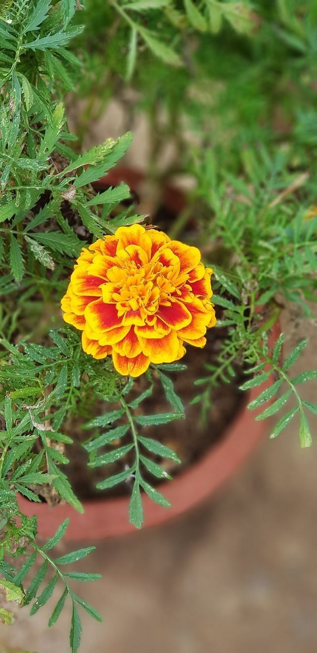 Anna Park Yercaud