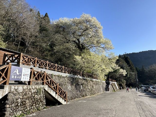觀霧。霧社櫻王