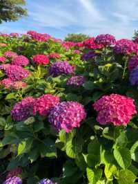 Hydrangeas Spot at the Eastern Part of Jeju