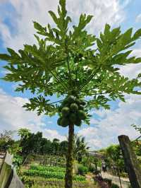 Desaru Fruit Farm