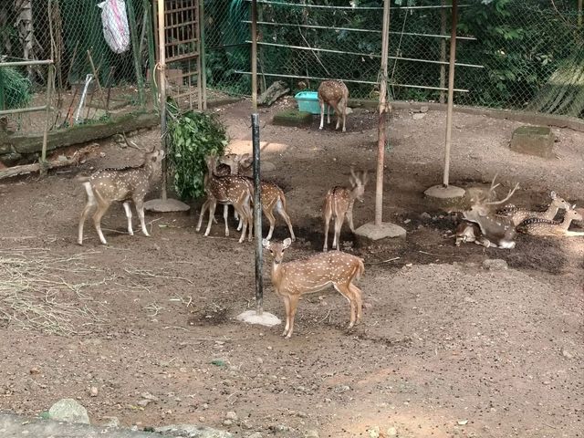 Zoo Melaka, Best For Family ❤️