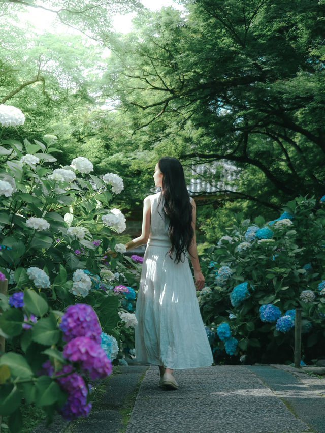 【大阪】紫陽花スポット！期間限定の紫陽花の池✨