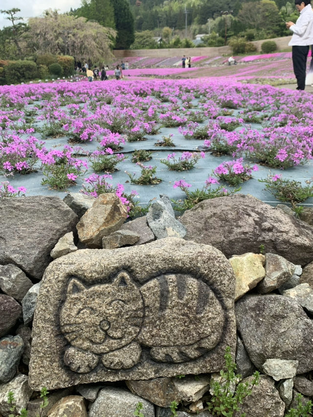 芝桜の花のじゅうたん❤️