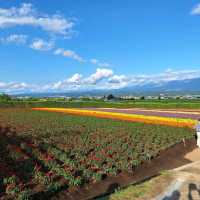 日本北海道-夢幻花海富田農場