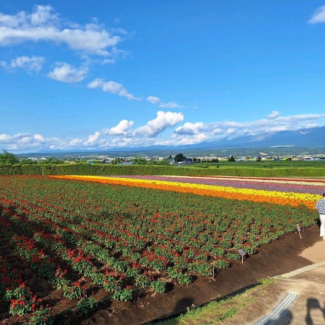 日本北海道-夢幻花海富田農場