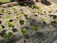 【Ocaso Coffee House｜Finca El Ocasoのコーヒーツアー】