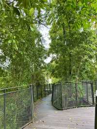 Among the Leaves: An Elevated Escape in the City