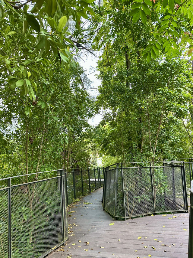 Among the Leaves: An Elevated Escape in the City