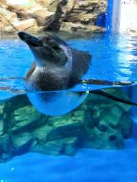 探索海底世界的美麗Xpark水族館