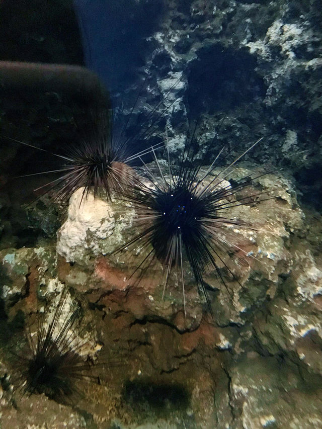 探索海底世界的美麗Xpark水族館