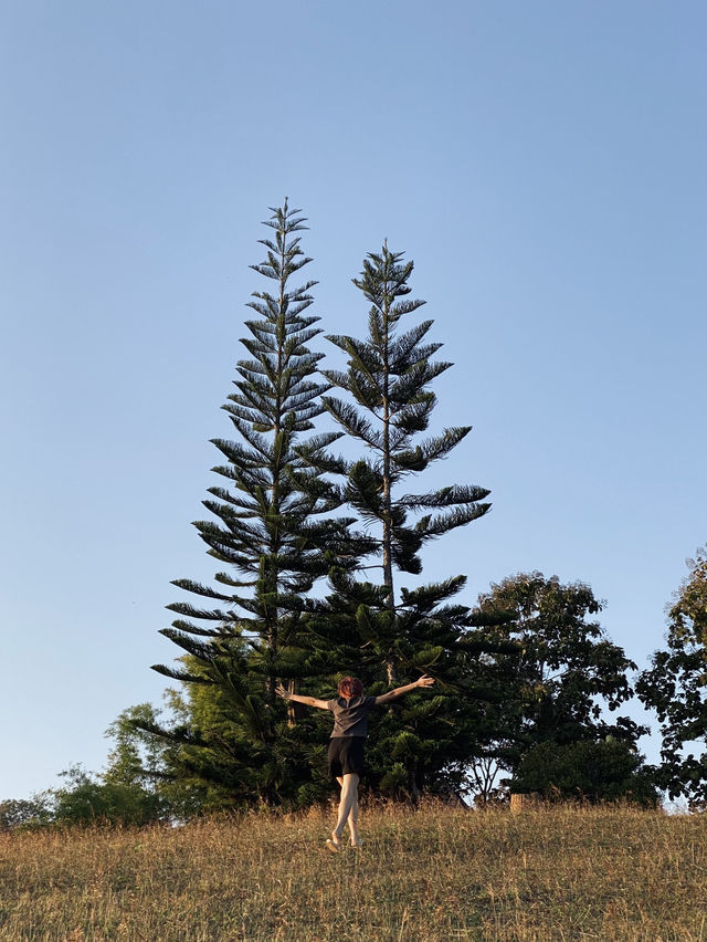 🌲✨ สวนป่าแม่แจ่ม – เชียงใหม่