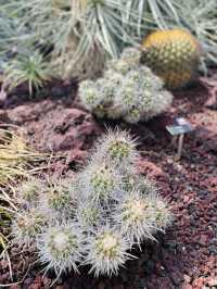 神代植物公園🇯🇵の大温室でサボテン鑑賞🌵⟡.·