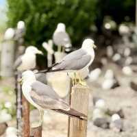 Feathered Spirits & Ocean Whispers: A Summer Pilgrimage to Kabushima Shrine