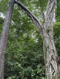 Huai Kha Kang Wildlife Sanctuary