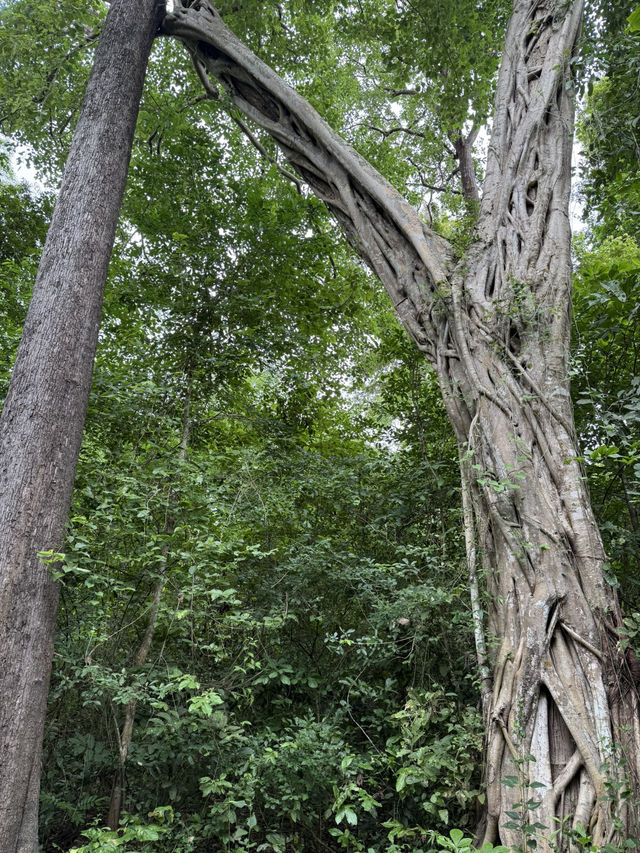 Huai Kha Kang Wildlife Sanctuary