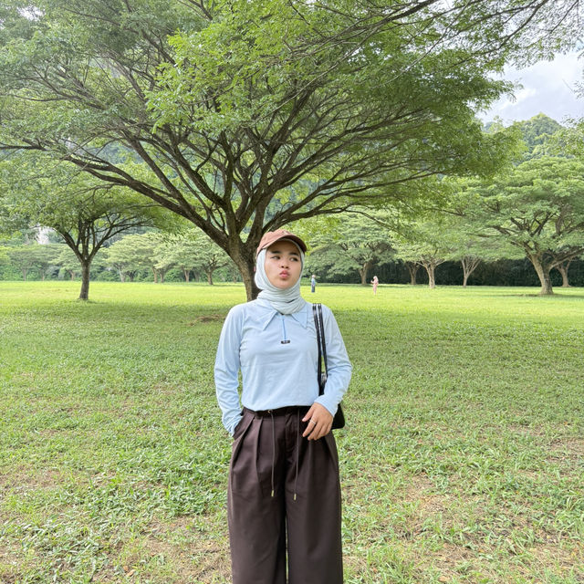 ต้นจามจุรียักษ์ พังงา 🌳