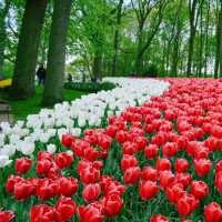 【花の楽園🌷】キューケンホフ公園🇳🇱