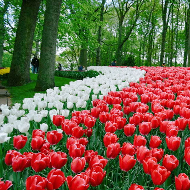 【花の楽園🌷】キューケンホフ公園🇳🇱