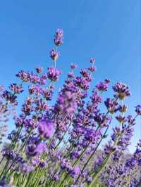 Soul of Purple, Essence of Scent