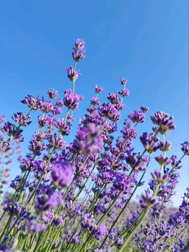 Soul of Purple, Essence of Scent