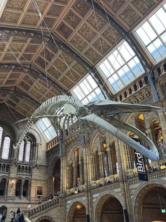 아이와 함께 가기 좋은 박물관 1위 – Natural History Museum