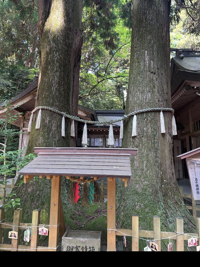 【宮崎】神話と縁結びの聖地⛩️高千穂神社で心を結ぶ旅