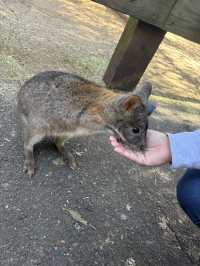 A day with animals