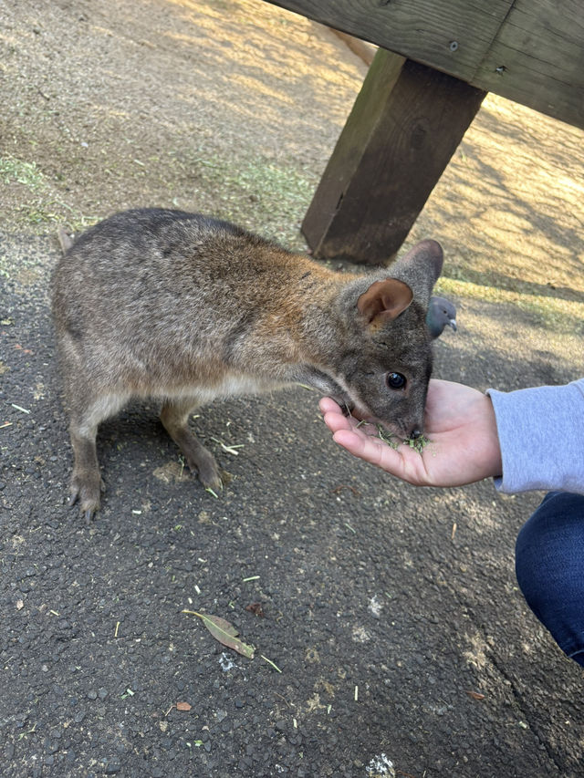 A day with animals