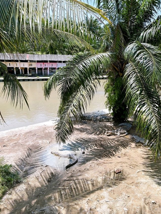 Croc Spotting at Teluk Sengat Crocodile Farm